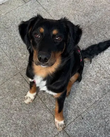 Eddie, der Bürohund der Denkfabrik in Berlin
